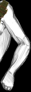 RIGHT ARM